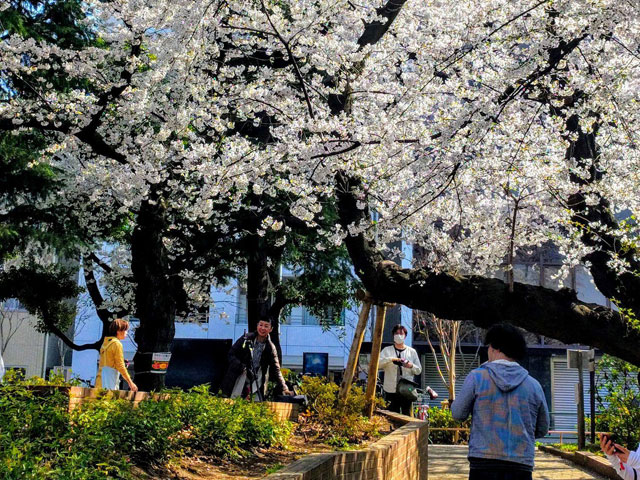 賞花聚會