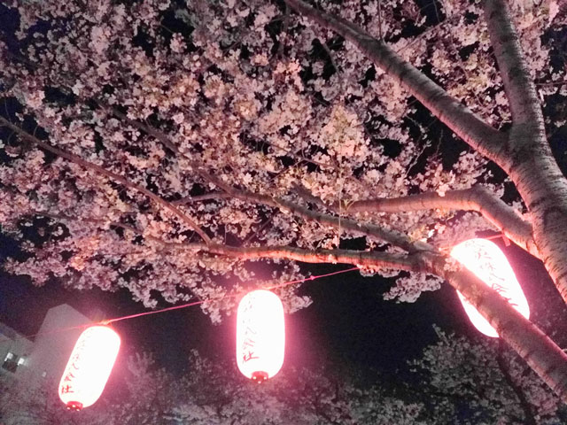 晚間賞櫻花聚會